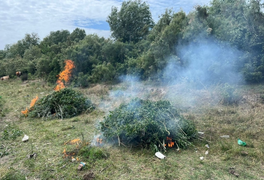 Neftçalada yabanı halda bitmiş 12 ton çətənə kolu məhv edilib