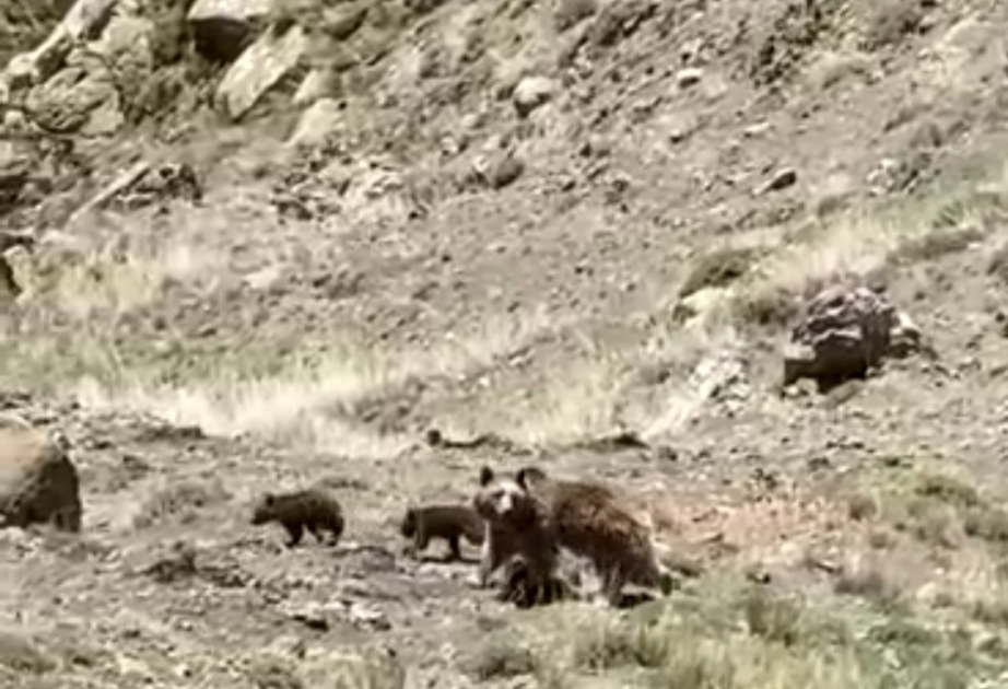 Laçın dağlarında iki balası ilə gəzən ayı görünüb