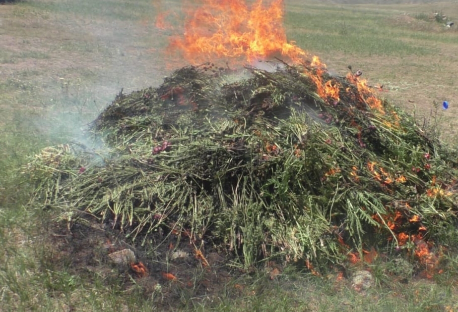 Yardımlıda 1,5 tondan artıq xaş-xaş kolu məhv edilib