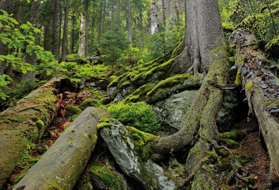 2022 weltweit nehr als 4 Millionen Hektar Urwald zerstört