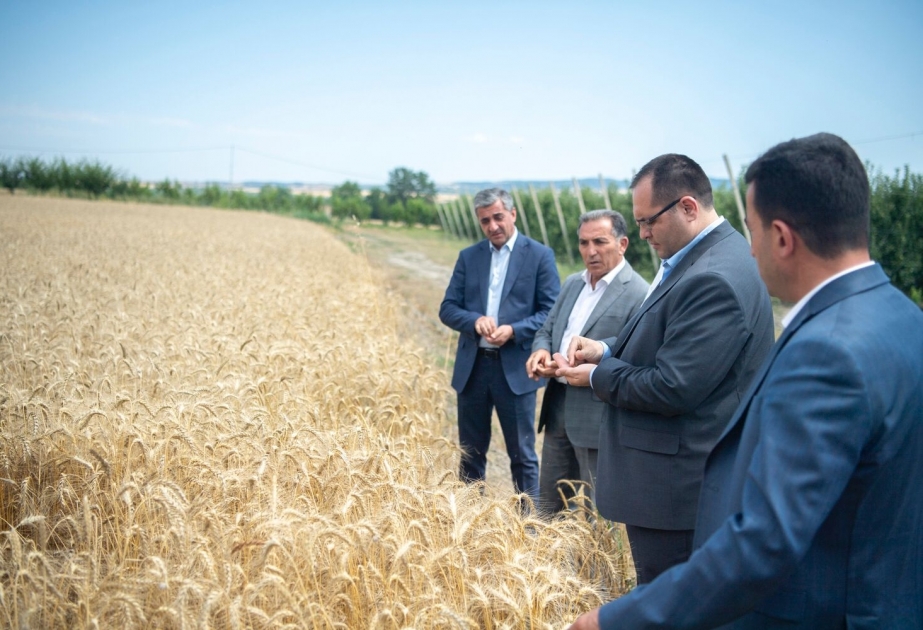 Kənd təsərrüfatı naziri İsmayıllıda taxıl biçini prosesində iştirak edib, təsərrüfatlara baş çəkib