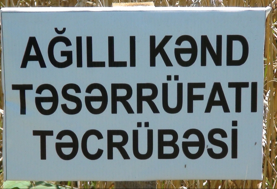 “Ağıllı kənd təsərrüfatı” təcrübəsi ilə becərilən taxıl sahəsində bir hektardan 80 sentner məhsul yığılıb
