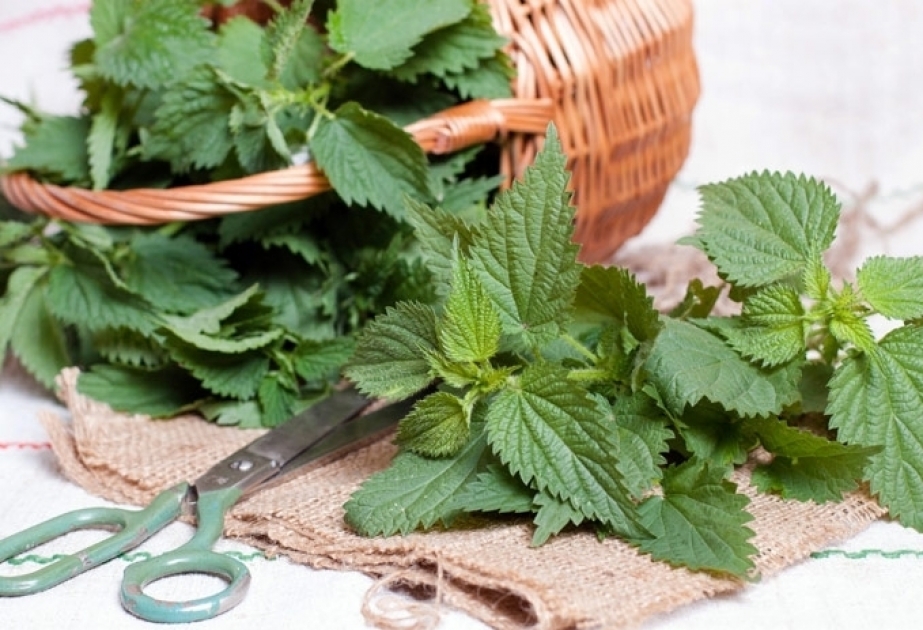 El consumo de ortiga aporta al organismo vitamina K anticancerígena