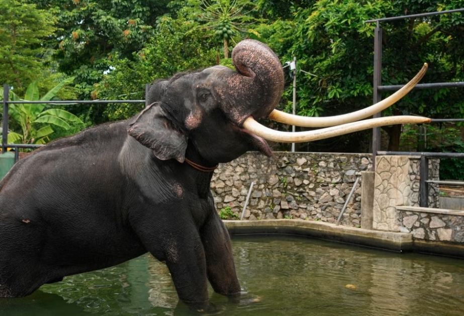 İyirmi doqquz yaşlı fil Tailandla Şri-Lanka arasında münasibətlərdə soyuqluq yaradıb