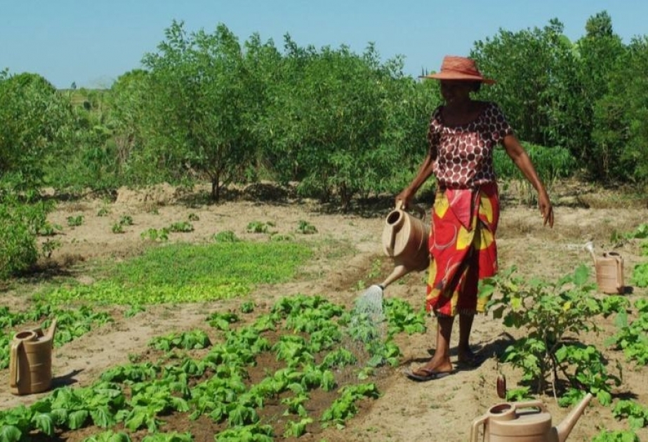 Des semences à l'énergie solaire à Madagascar : le blog du Coordonnateur résident des Nations Unies