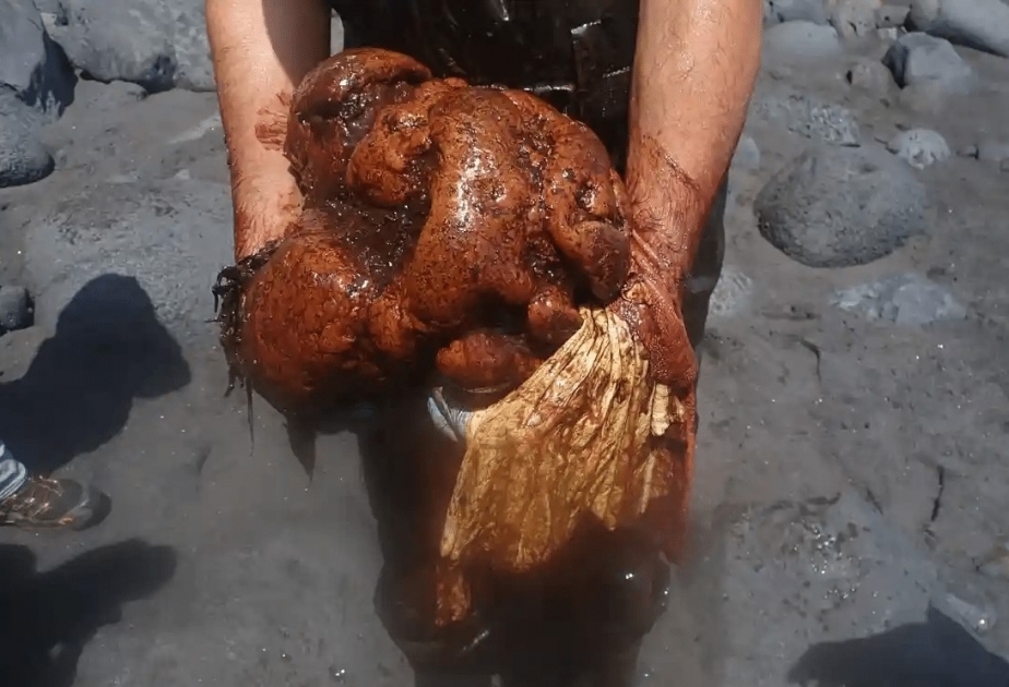 Alim ölü kaşalotun içərisində 500 min avro dəyərində xəzinə aşkar edib