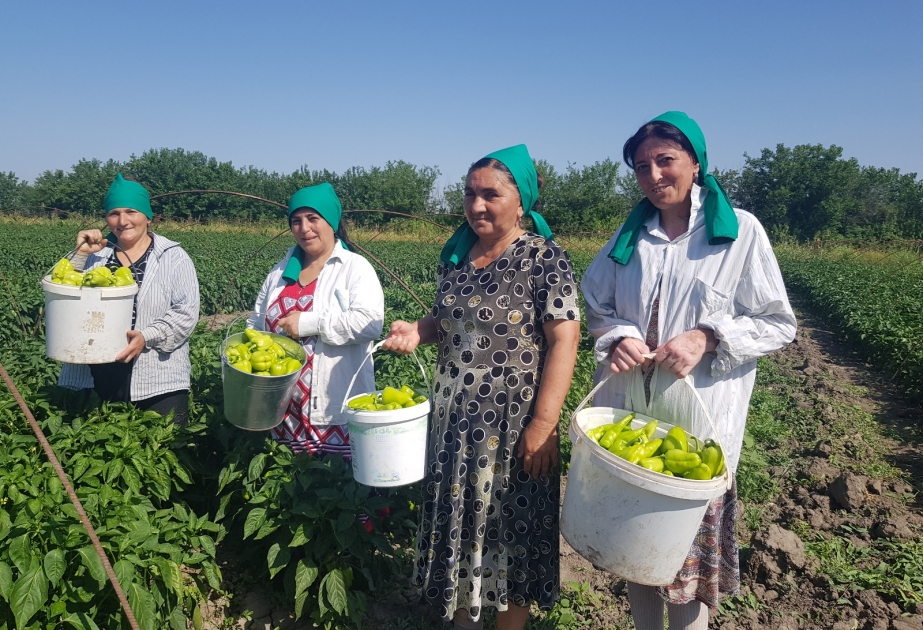 Kənd qadınlarının aqrar fəaliyyətinə dəstək göstəriləcək