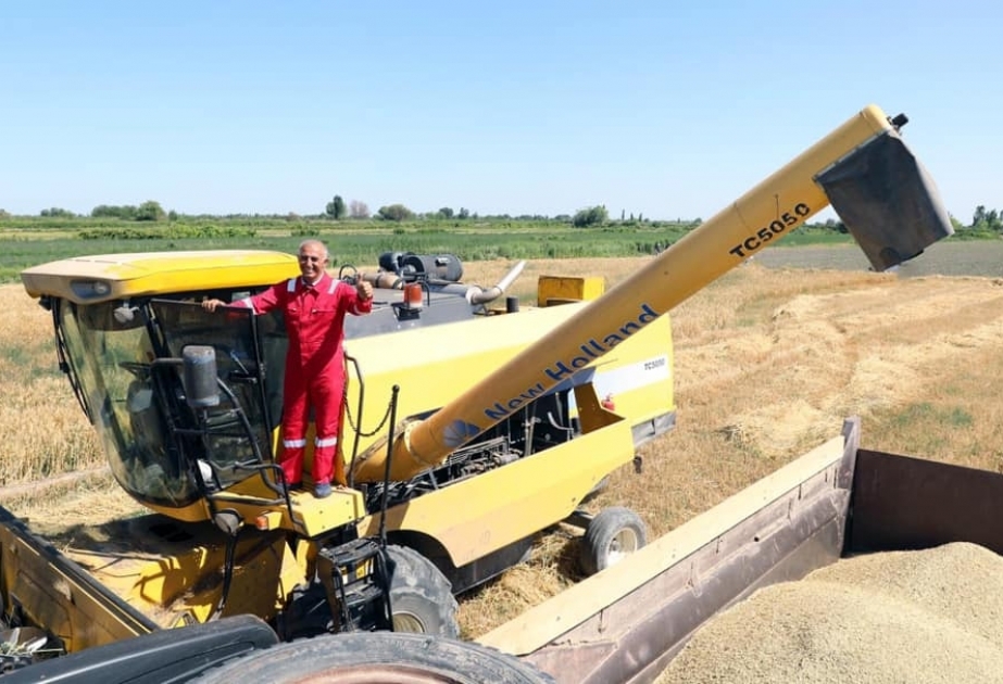 Sabirabadda taxıl sahələrindən 102 min tona yaxın məhsul yığılıb