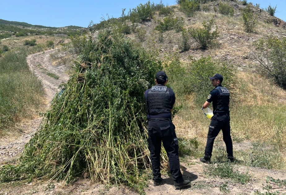 Zəngilanda aşkarlanan 3 tondan çox çətənə kolu yandırılaraq məhv edilib