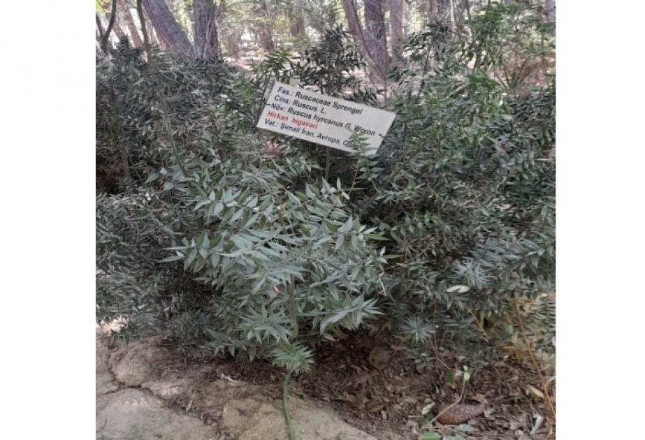 Hirkan florasına aid bəzi növlərin Abşeron şəraitində böyümə və inkişafı tədqiq edilib