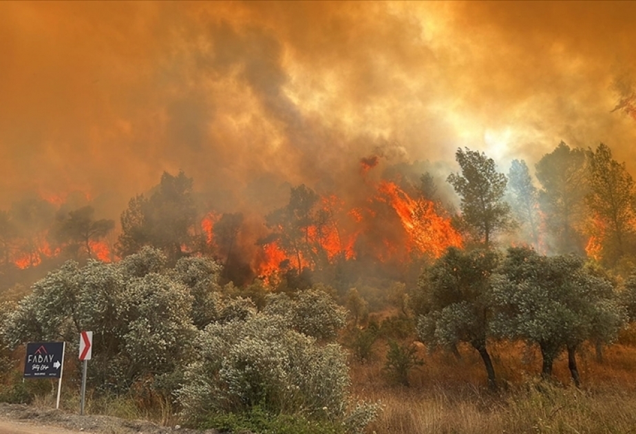 Bodrum yaxınlığında güclü meşə yanğını baş verib