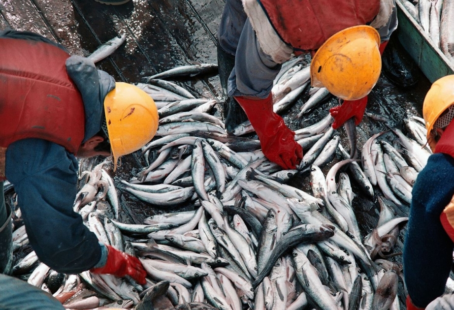 Parlamento Europeo respalda nuevas normas de pesca