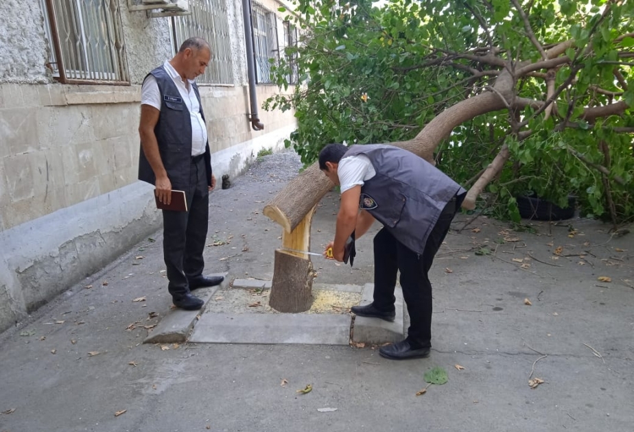 Göyçayda tut ağacını kəsənə qarşı qanunamüvafiq tədbir görülüb