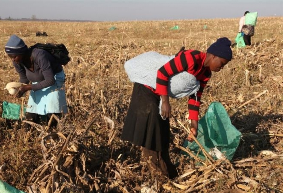 Nigeriyada qida sektorundakı ağır vəziyyətlə əlaqədar fövqəladə vəziyyət elan olunub