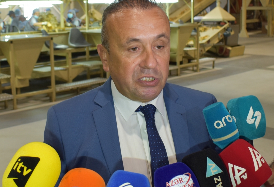 “Azərtütün” ASC-nin direktoru: İndiyədək Bolqarıstan və Rusiyaya 500 tondan çox quru tütün satılıb