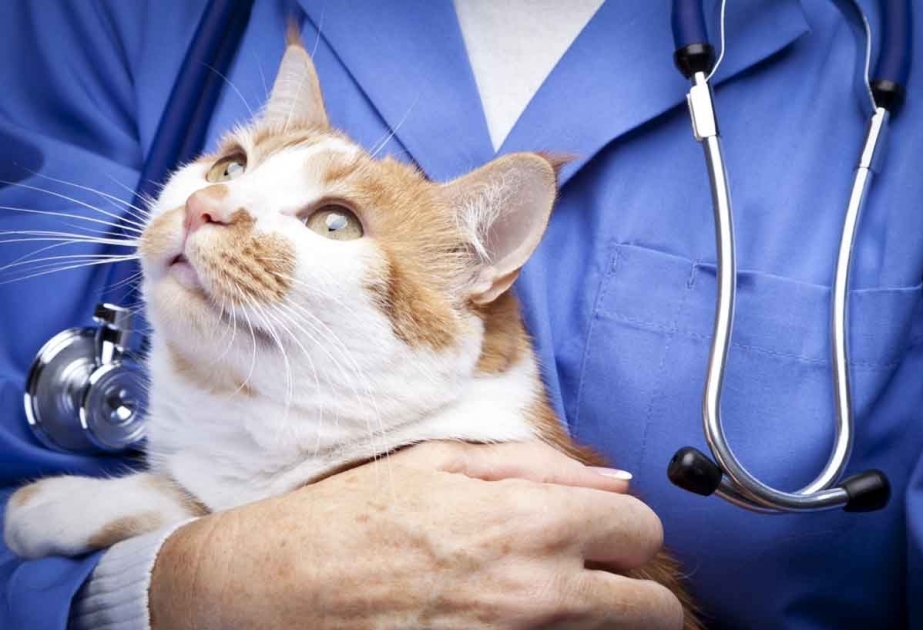 ‘Low risk’ for humans, as cats in Poland test positive for avian influenza