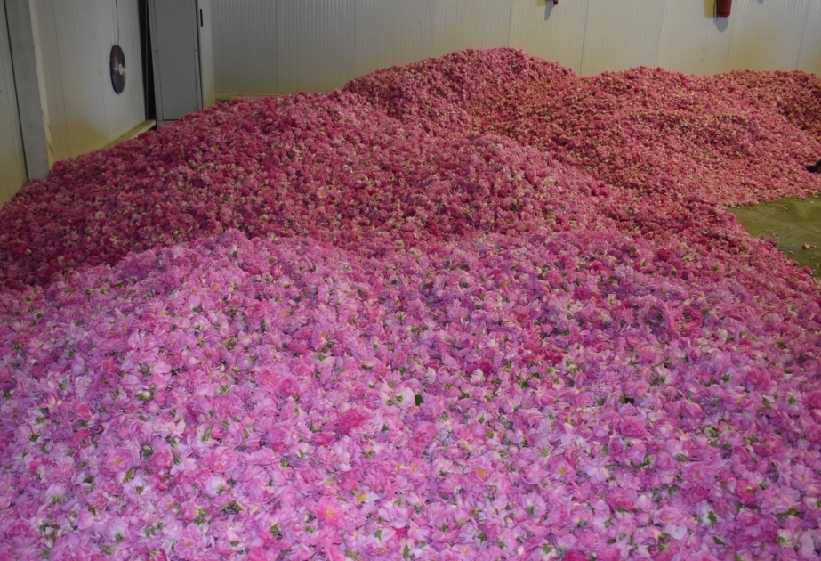 Desde principios de año se han exportado 227 kilos de aceite de rosas desde Zagatala