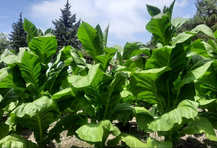 “Zaqatala AGRO İndustry” MMC-nin emal məntəqəsi indiyədək istehsalçılardan 562 tondan çox yaş tütün qəbul edib
