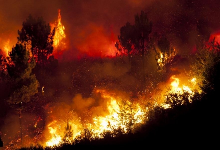 Algérie : 15 morts et 26 blessés dans des feux de forêts