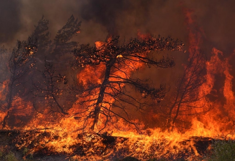 La Terre a perdu 82 millions d’hectares de forêts dans des incendies au cours des dix dernières années