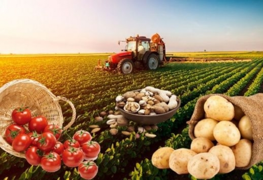 Əkin sahələri üzrə fermer və təsərrüfatlara 437 milyon manatlıq sığorta təminatı verilib
