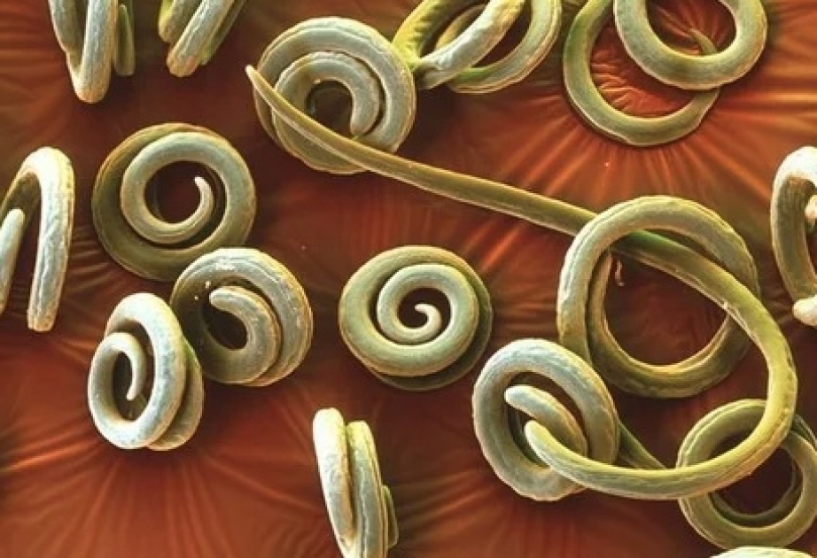 Круглые черви, найденные в вечной мерзлоте в Сибири, ожили после 46 тысяч лет сна