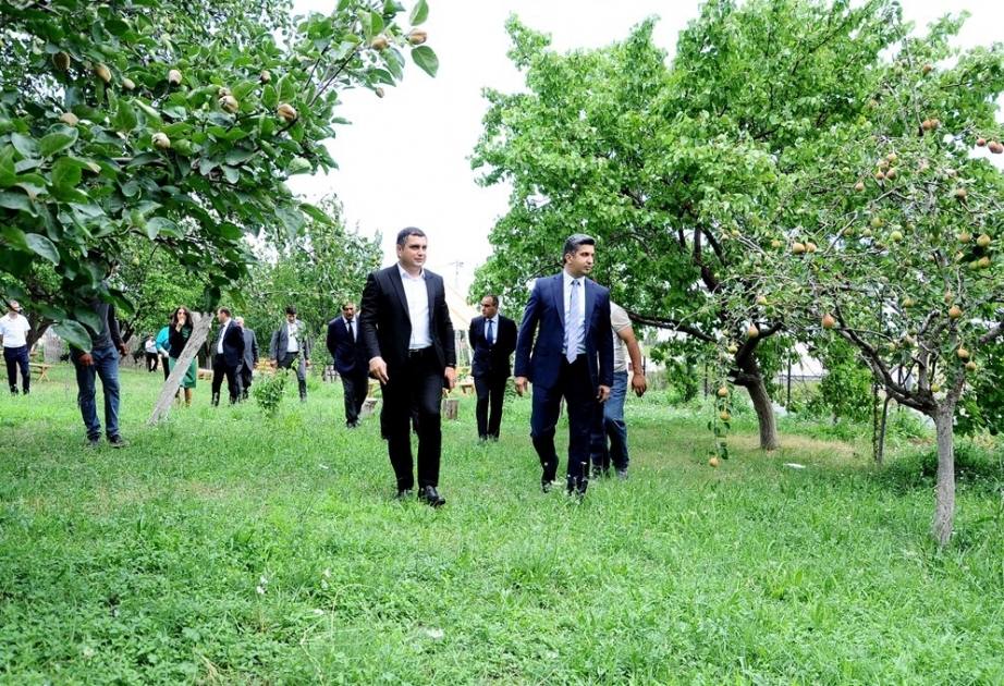 Naftalanda "Qaşaltı bağları"na baxış keçirilib