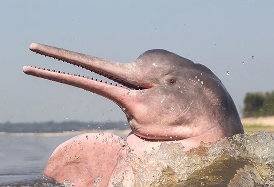 Scientists listen to sounds of endangered dolphins via artificial intelligence