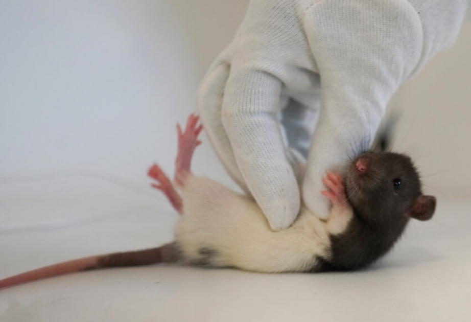 Playful behavior in rats is controlled by a specific area of their brains