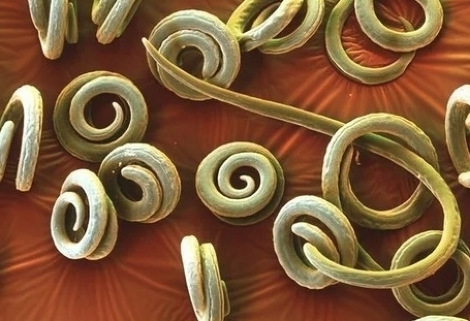 Fadenwürmer nach 46.000 Jahren aufgetaut – sie leben