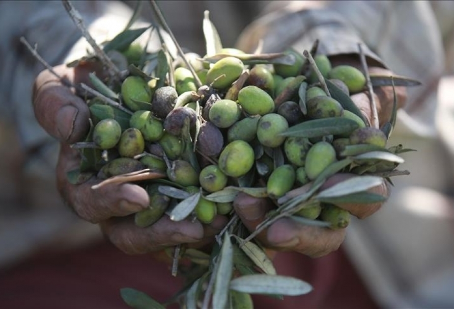 La chaleur extrême fait plonger les prévisions de production d'huile d'olive à leur seuil le plus bas depuis 5 ans