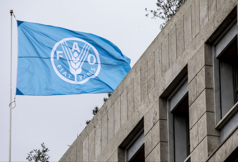 La FAO : L'effondrement de l'accord céréalier de la mer Noire déclenche une hausse des prix des denrées alimentaires
