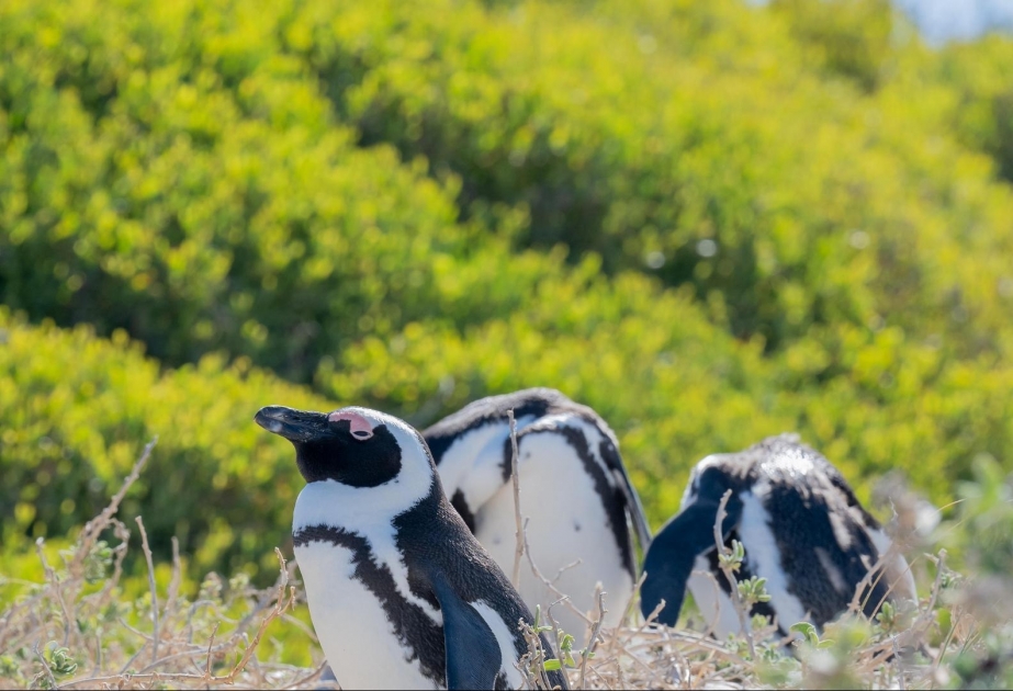 Südafrika richtet Pinguin-Schutzzonen ein