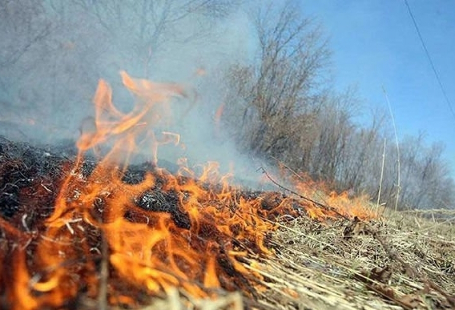 МЧС: На территории Гызылагаджского национального парка начался пожар