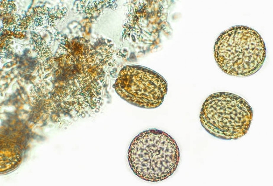Mysterious Microorganisms Unveiled as Key to the Origin of Complex Life