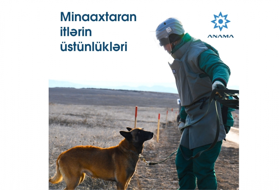 Mina axtarışında itlərdən istifadə hansı hallarda əlverişlidir?