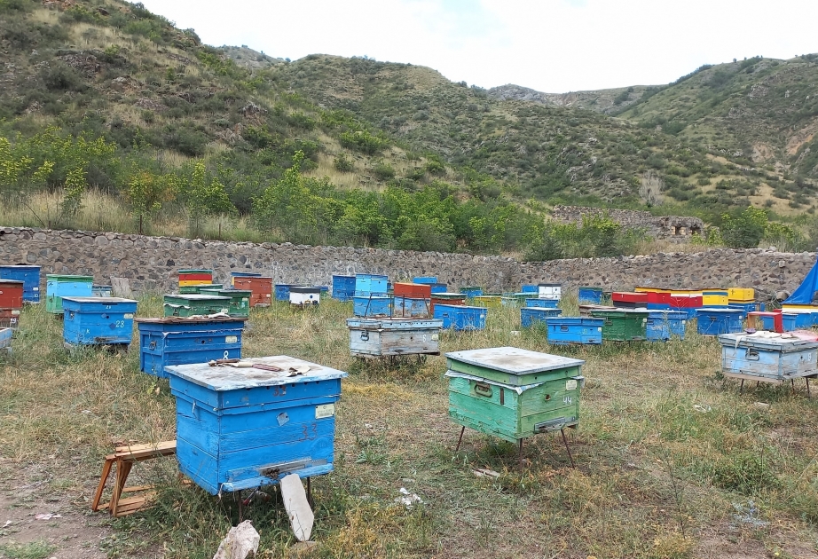 Los apicultores de Lachin han comenzado a filtrar la miel