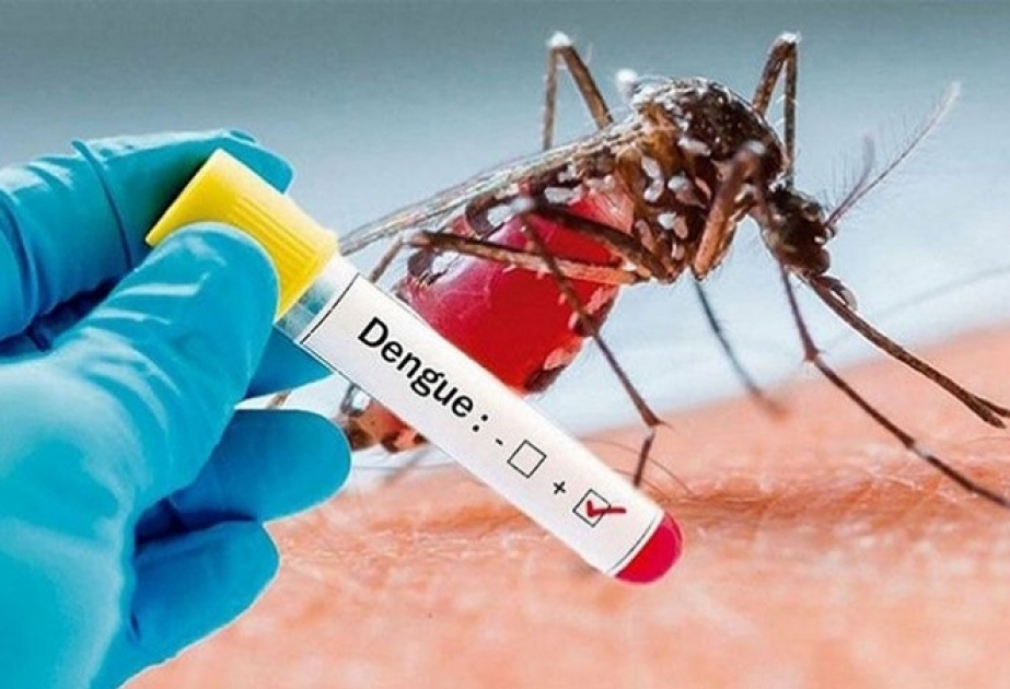 Bangladesh reports 12 dengue virus deaths, record number of hospitalizations in 24-hour