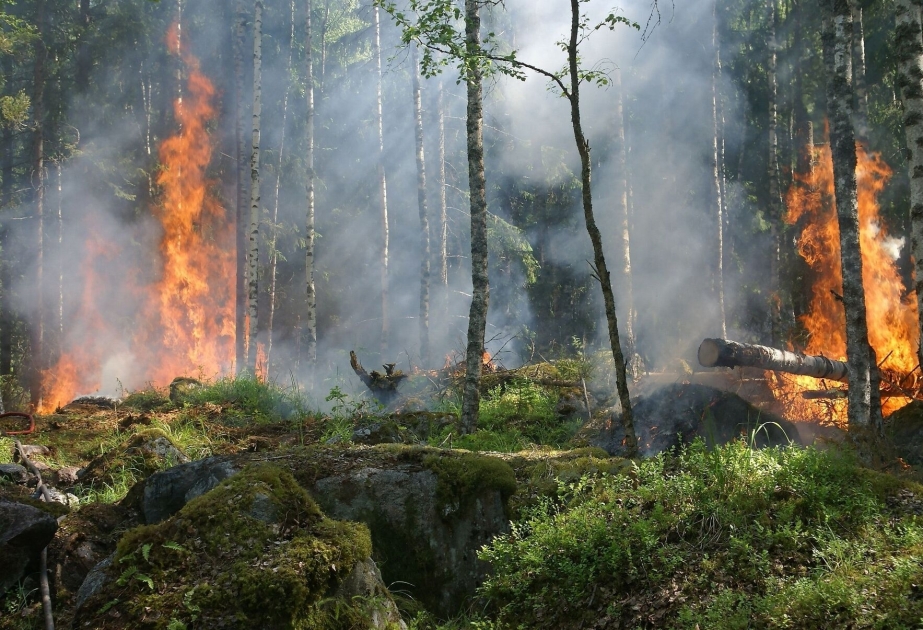 Au moins 6 morts dans des incendies dévastateurs à Hawaï