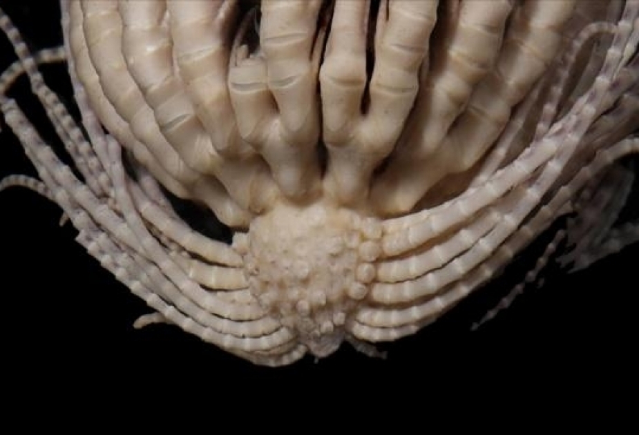New species of sea monster with 20 arms is found lurking in the frozen seas around Antarctica