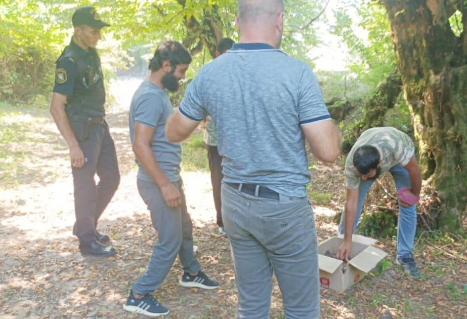 Zaqatalada qanunsuz ov edən şəxslər saxlanılıb