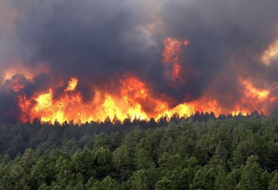 Hawaï: Les incendies de forêt ont fait 93 victimes