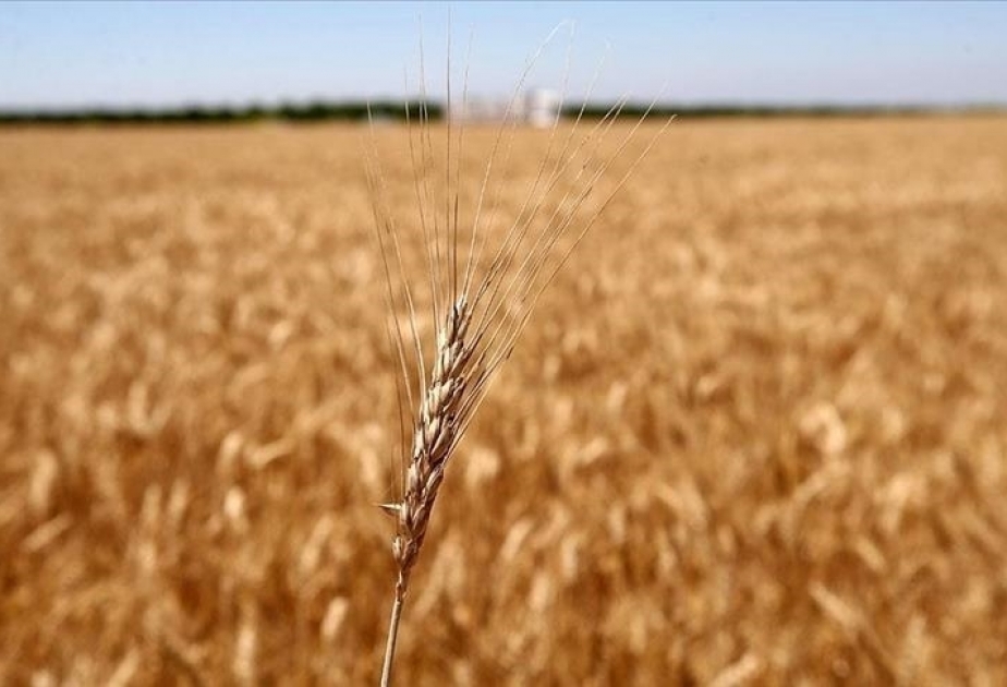Misirlə BƏƏ arasında buğda idxalı üçün 500 milyon dollarlıq razılaşma əldə olunub