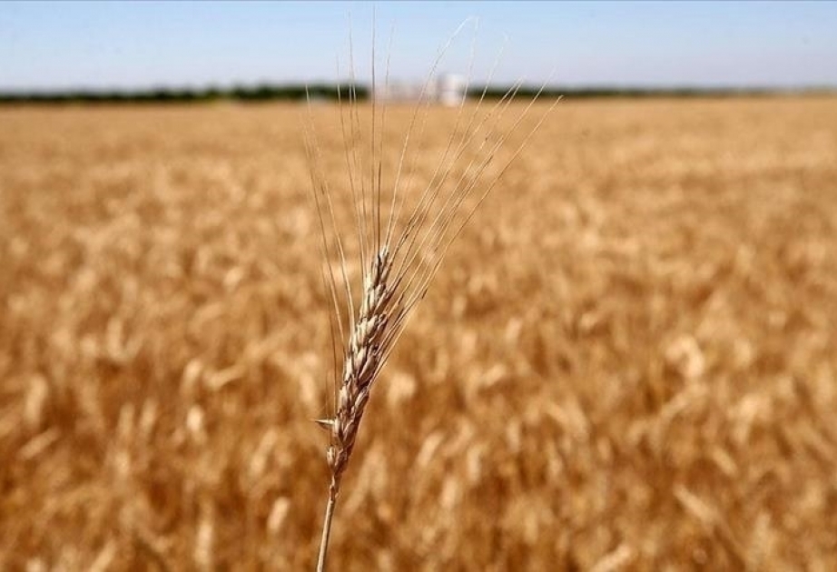 UAE sign $500 million agreement to supply wheat to Egypt