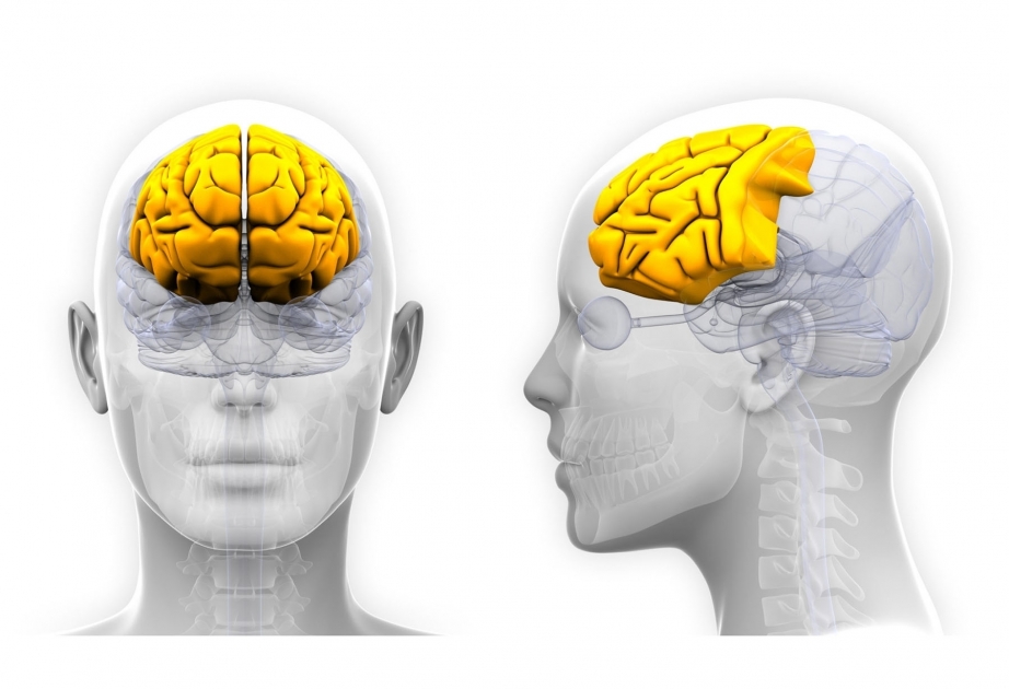 Reduced grey matter in specific brain areas linked to teenage smoking and nicotine addiction