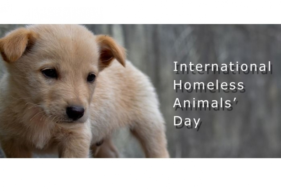 Aujourd'hui, c’est la Journée mondiale des animaux sans abri