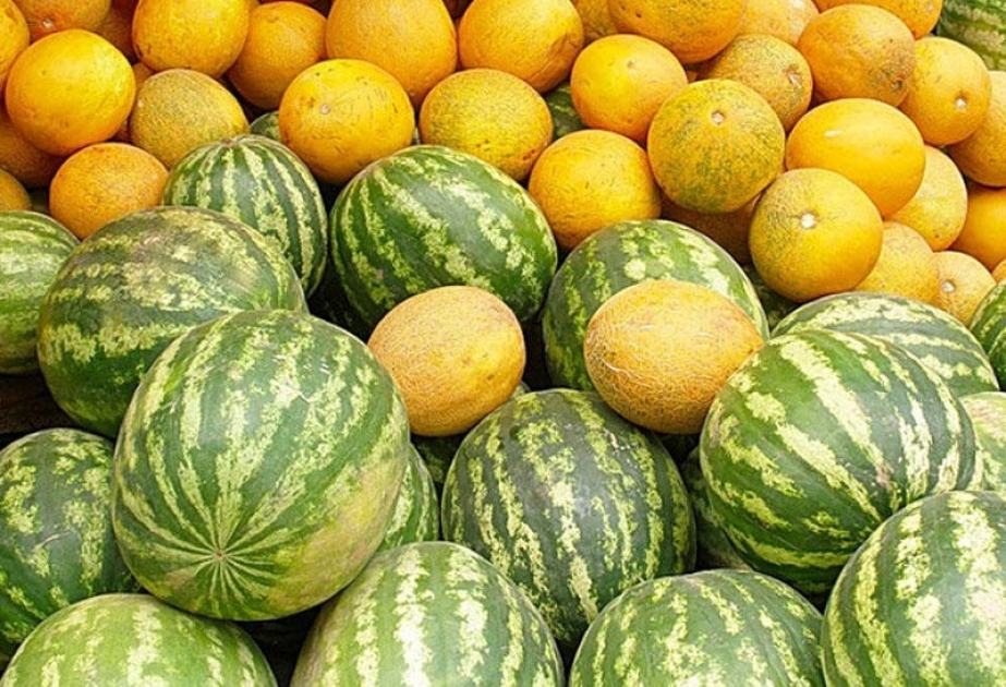 Salyanda bostan sahələrindən 15 min tondan çox məhsul yığılıb