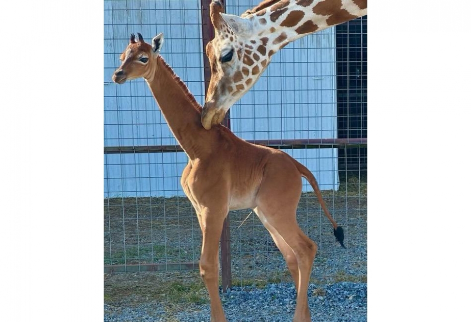 Сколько всего детенышей жирафа родилось за два