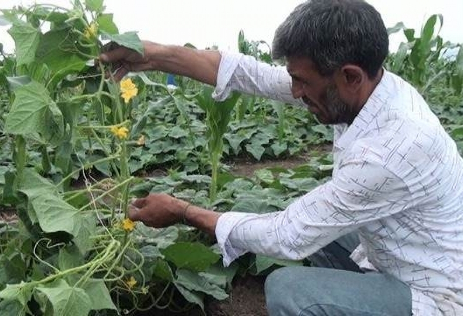 Cəlilabadda bu mövsüm 160 min tona yaxın kartof tədarük olunub VİDEO