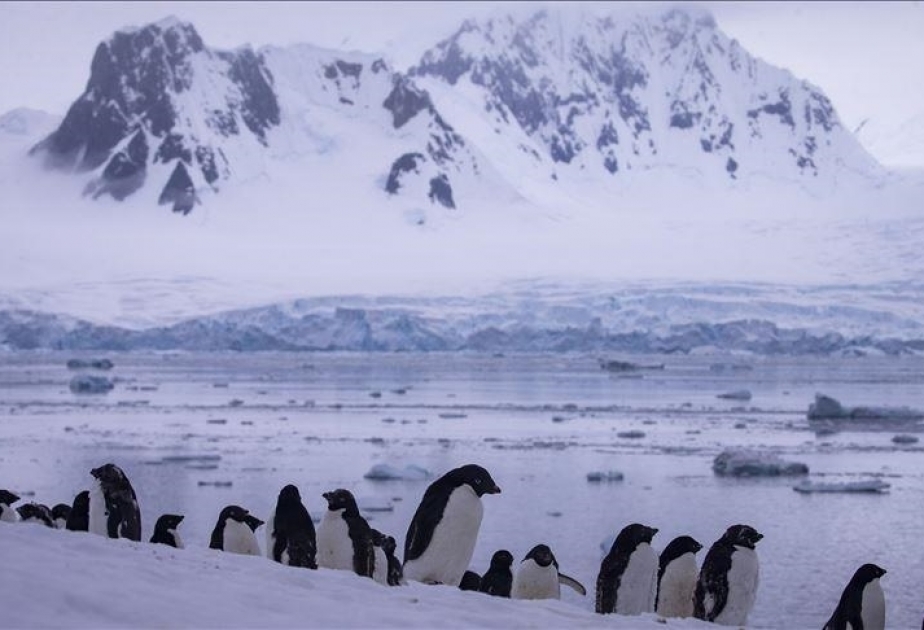 La escasez récord de hielo marino en la Antártida provoca un "fracaso catastrófico en la reproducción" de los pingüinos emperador